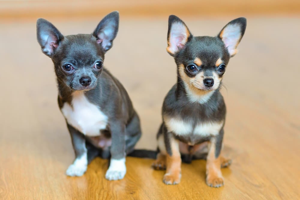 Cuccioli di Chihuahua