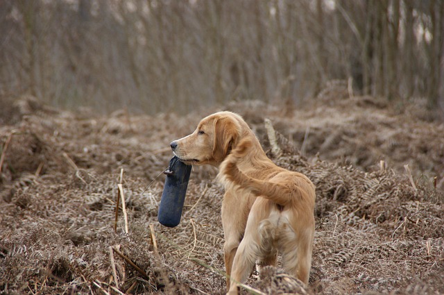 labrador