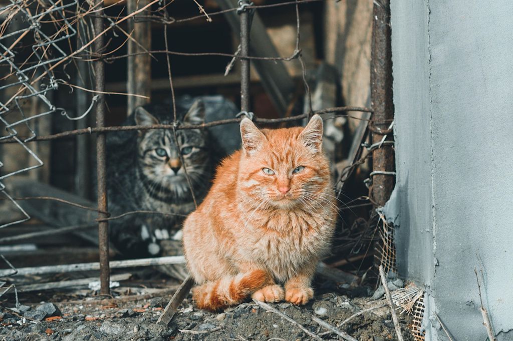 chats dehors