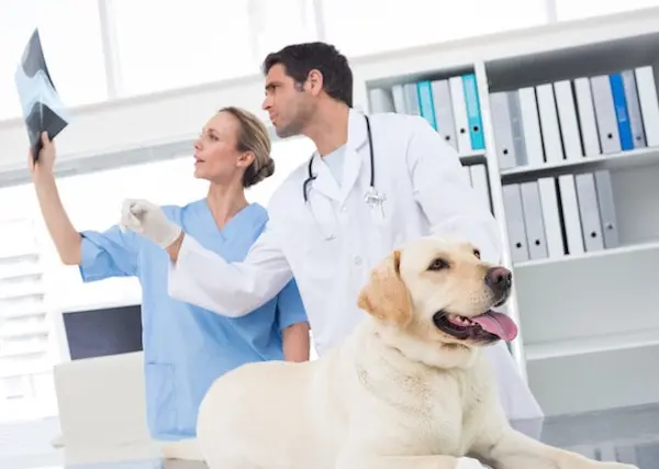 dysplasie de la hanche assurance sante chien santevet