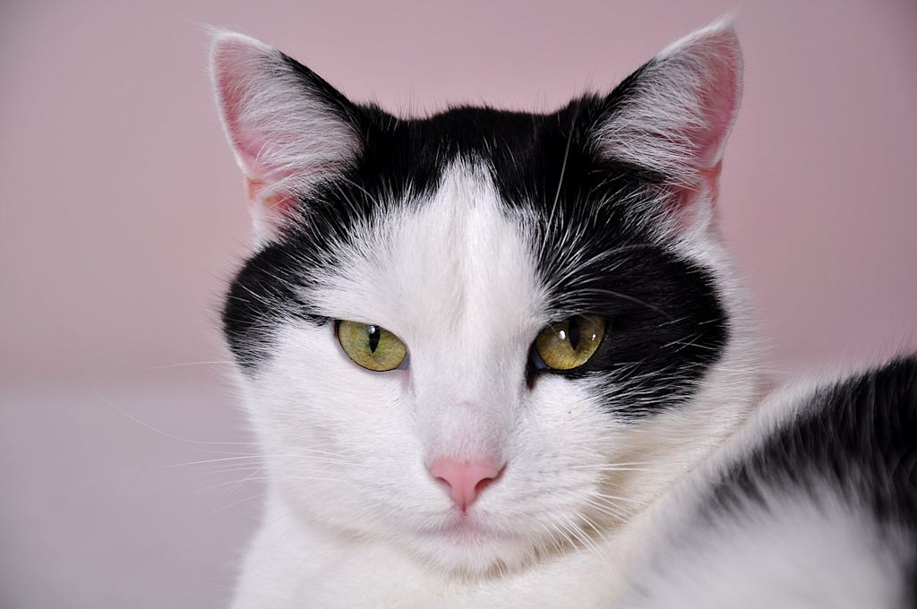 chat noir et blanc