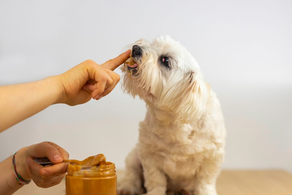 Beurre de cacahuète chien