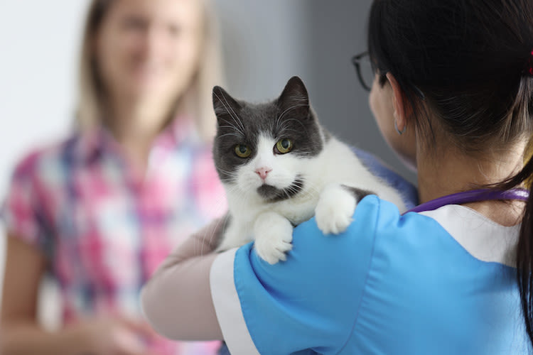 Chat qui attaque