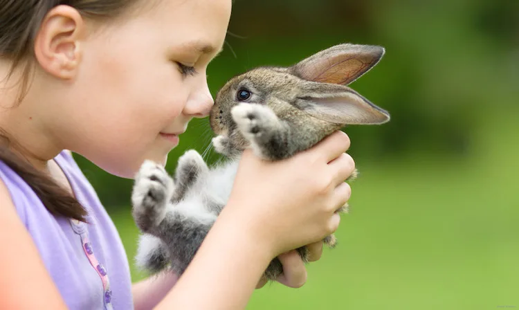 Le lapin est-il sans danger pour mon enfant ? - Doctissimo