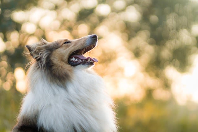 Chien qui a chaud