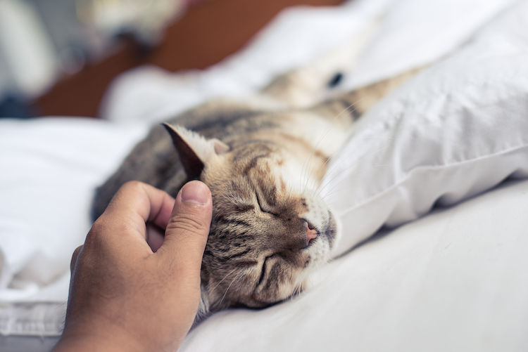 symptomes leucose chat