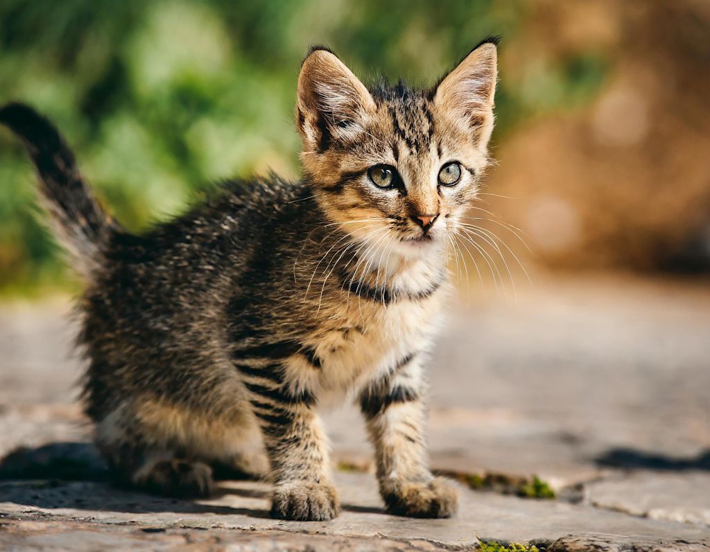 Chaton de gouttière