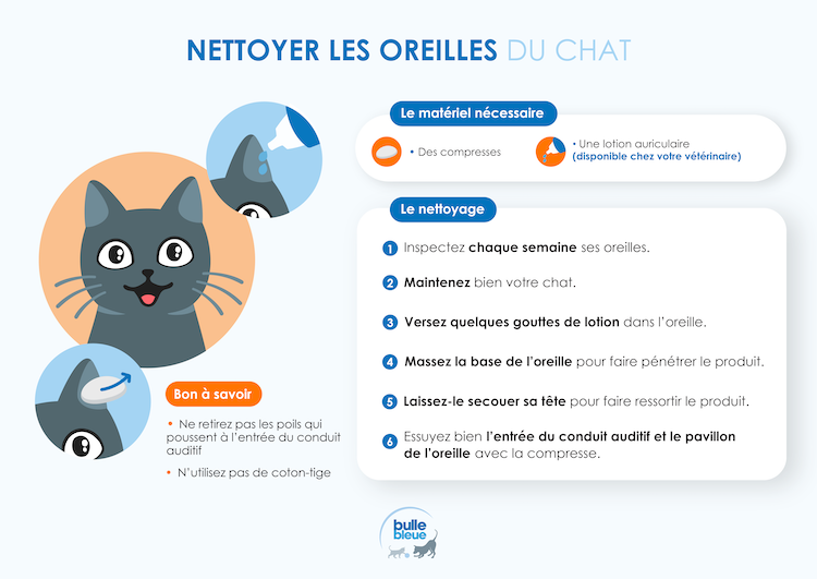 Infographie - Comment nettoyer les oreiiles de mon chat