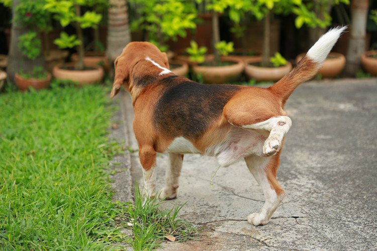 marquage urinaire chez le chien