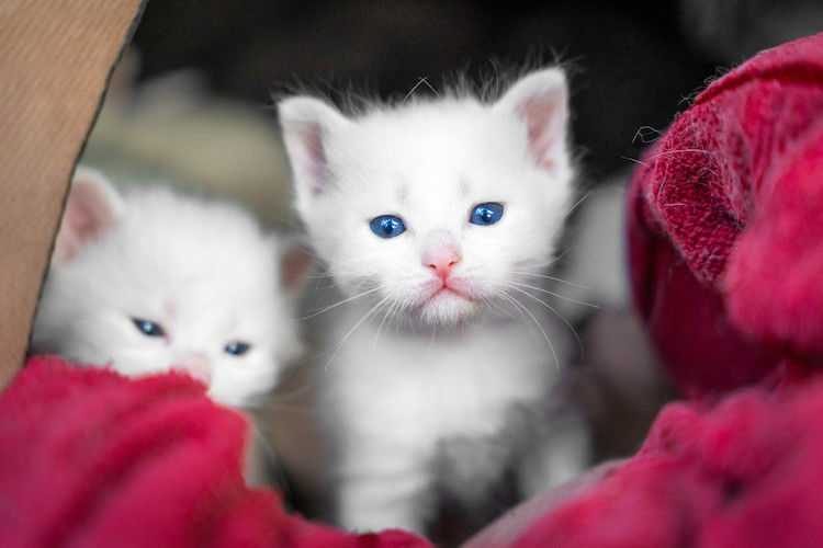 chatons blancs