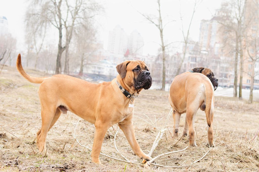 chiens de garde bullmastiff