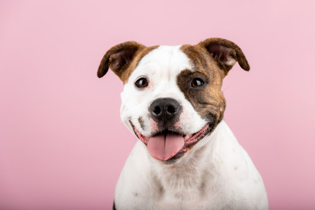 staffy eczéma