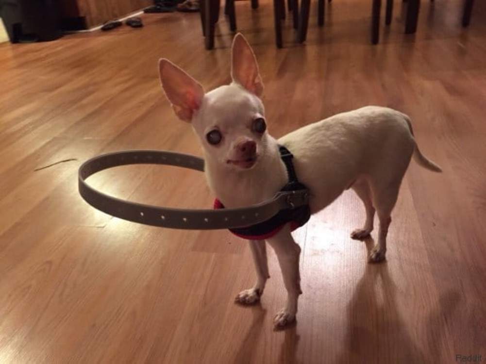 chien aveugle cataracte harnais