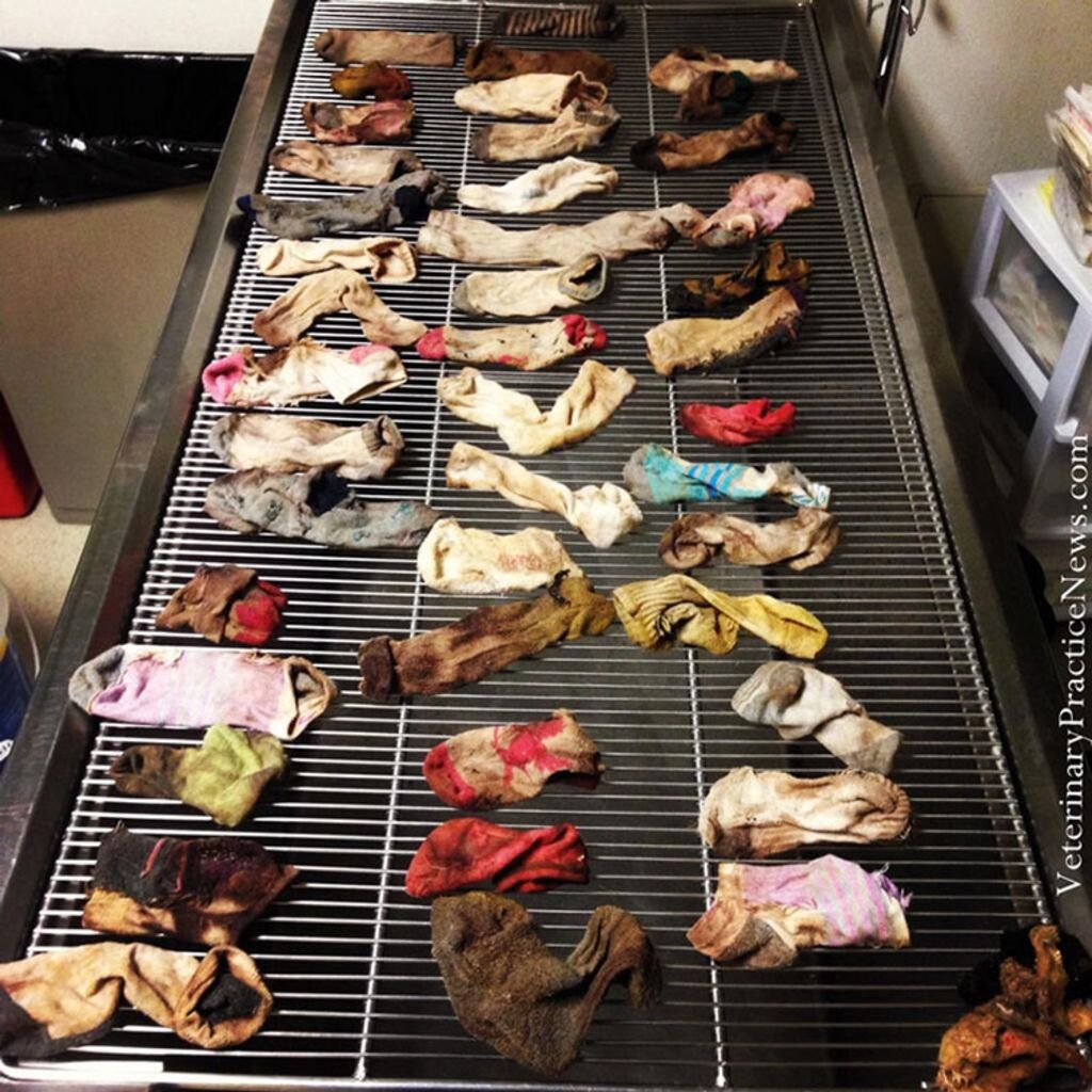 43 chaussettes dans l'estomac d'un dogue allemand