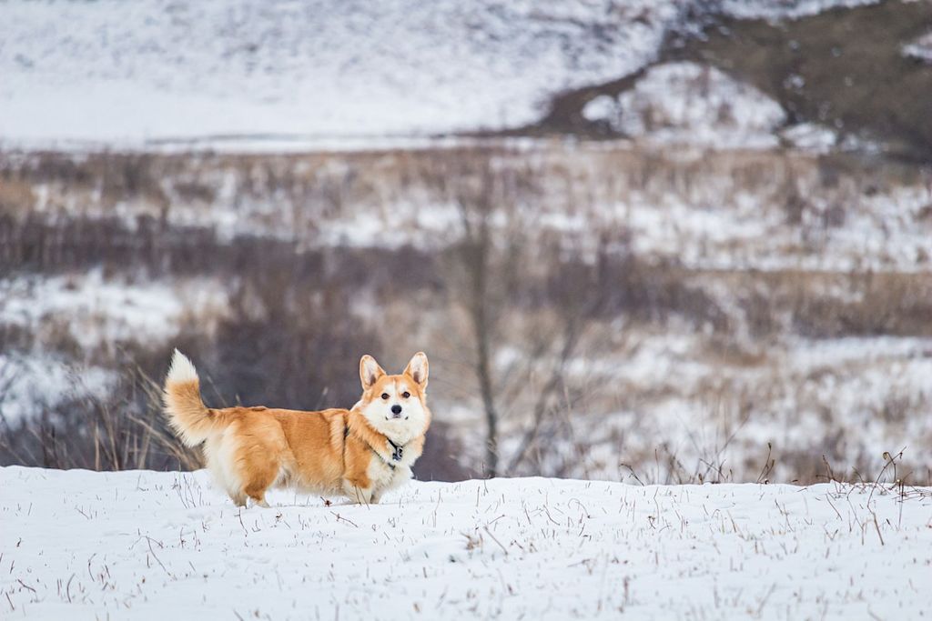 Corgi dans la neige