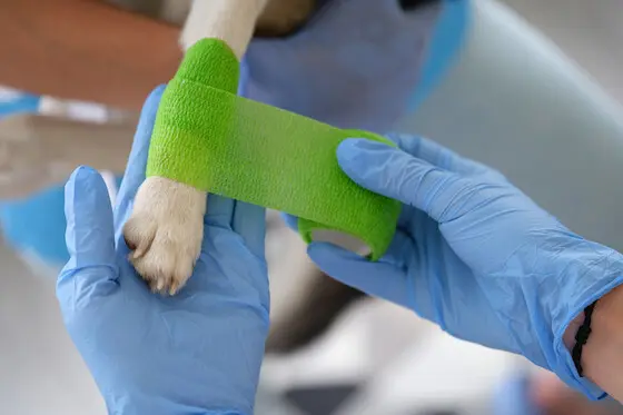 cuanto cuesta la operacion de rodilla de perro