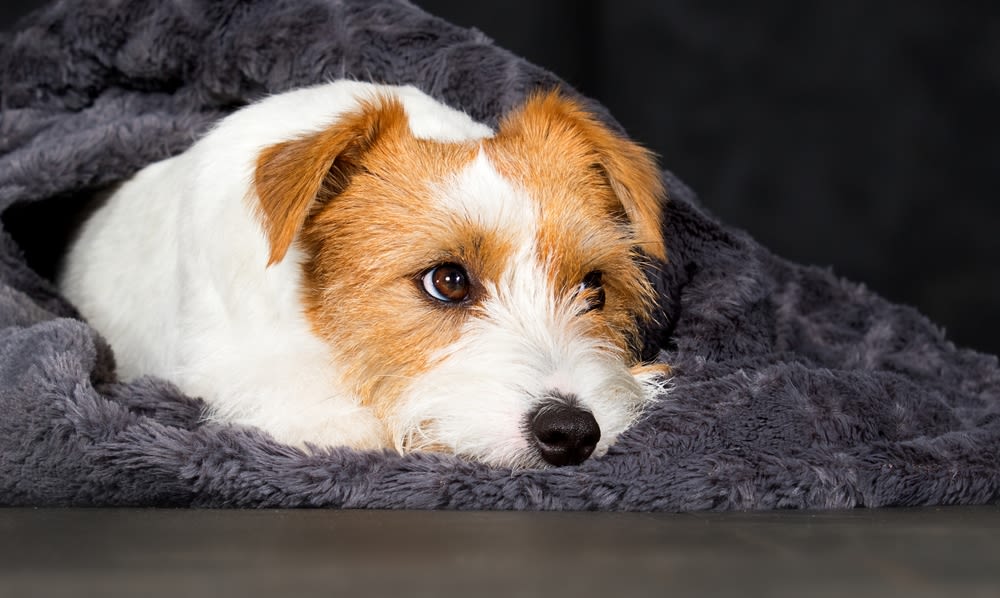 Ritratto di un dolce Jack Russell Terrier