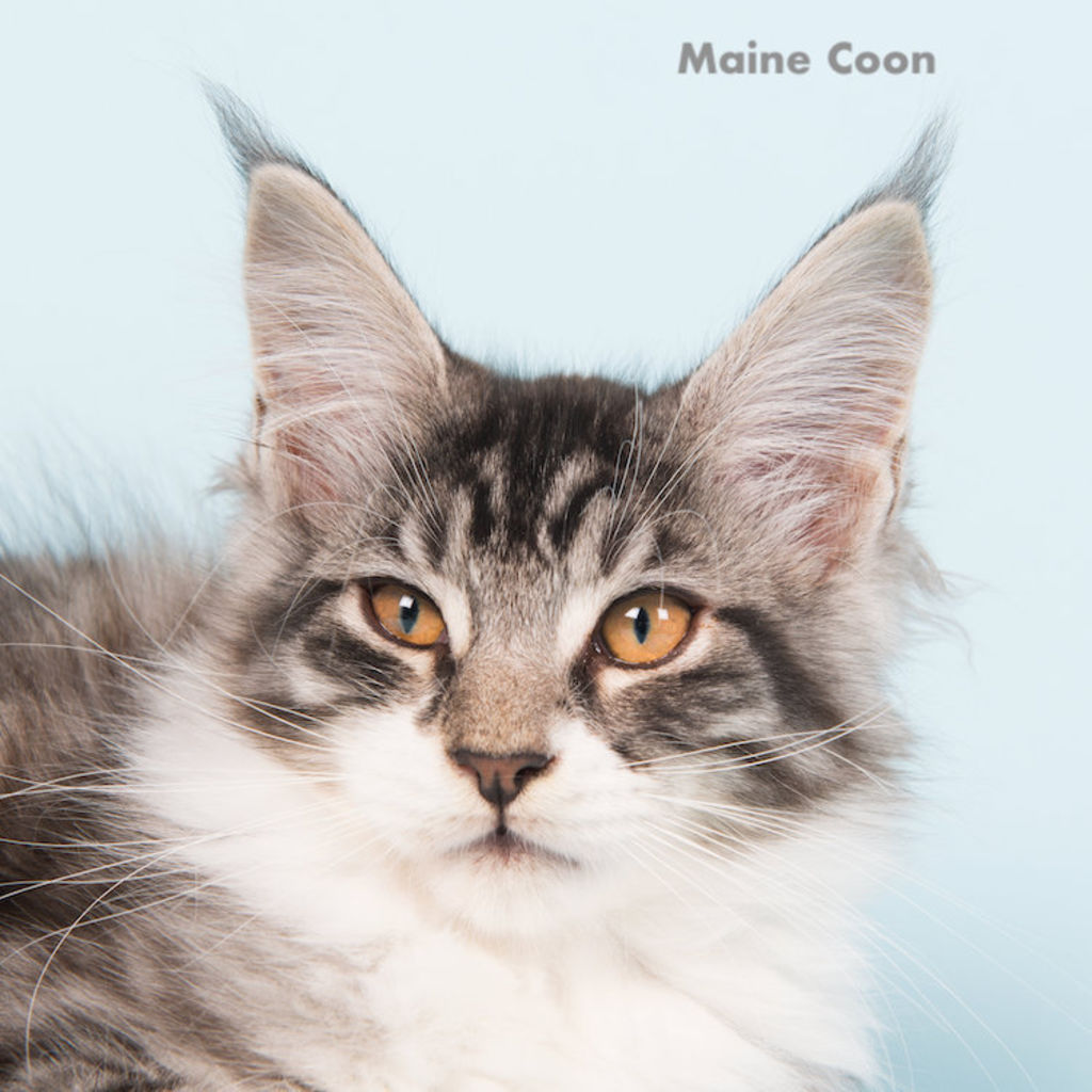 Semrush_google.fr._chat_maine_coon