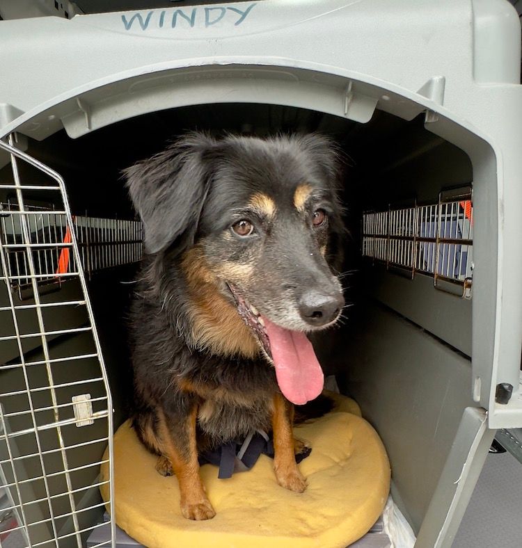 transport chien taxi