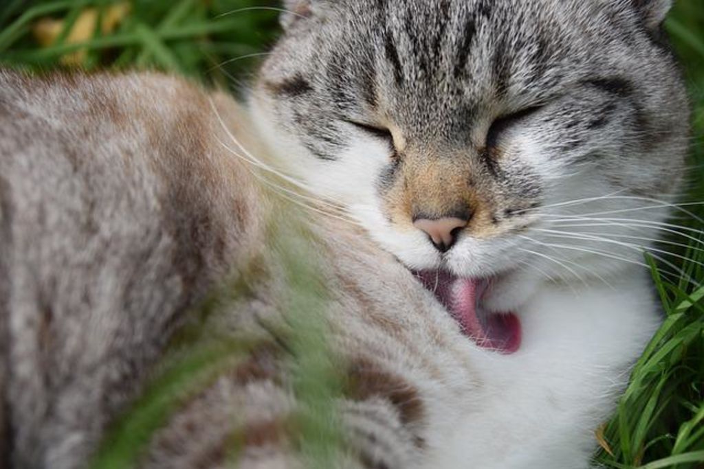 toilette chat