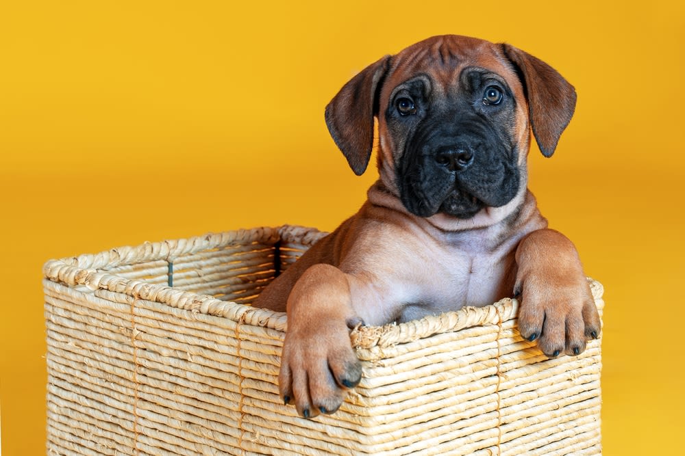 Een bullmastiffpuppy in een rieten doos