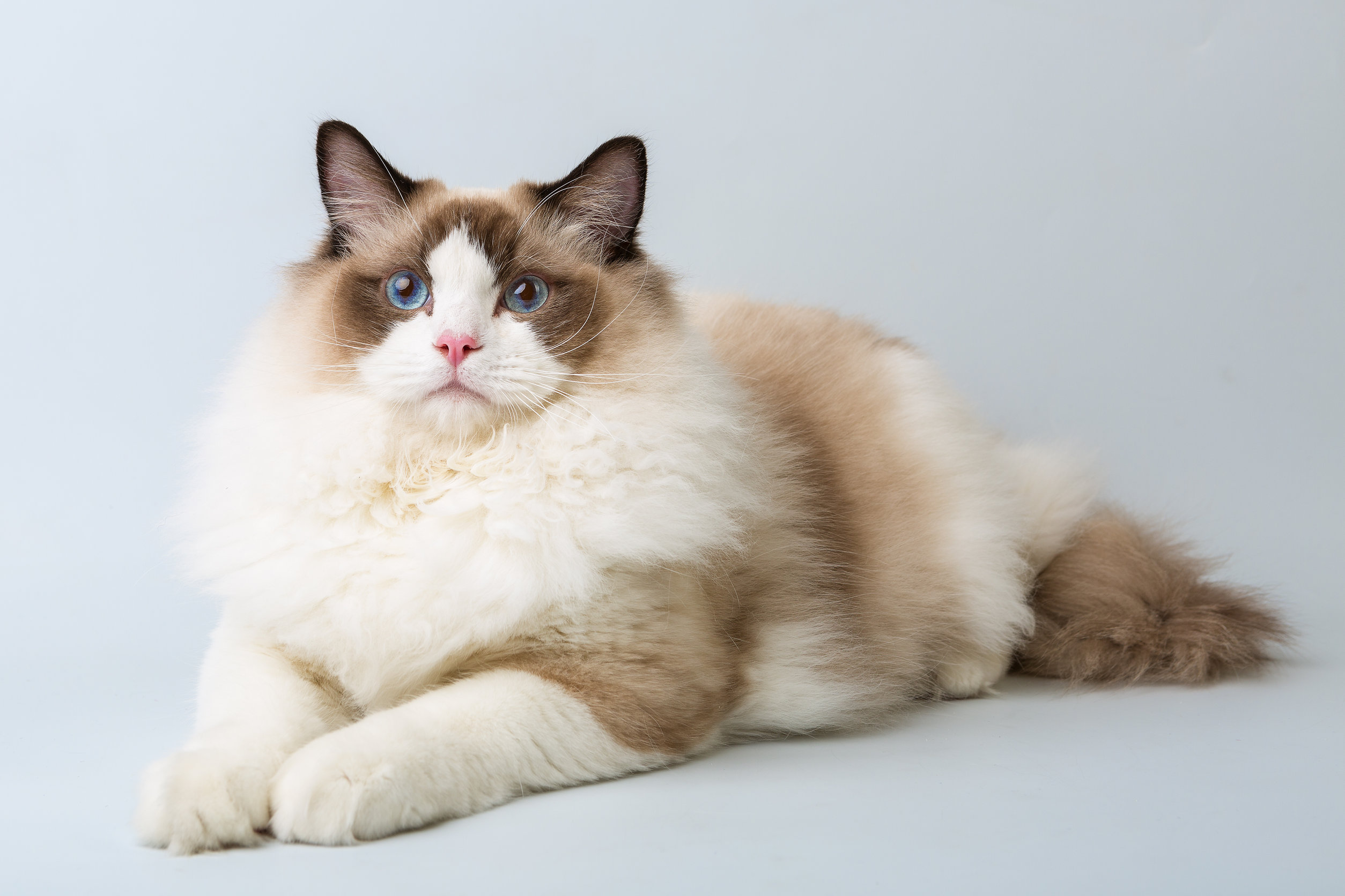 Ragdoll - Fiches races - Chat - Santévet