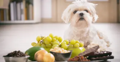 la manteca de cacao es tóxica para los perros