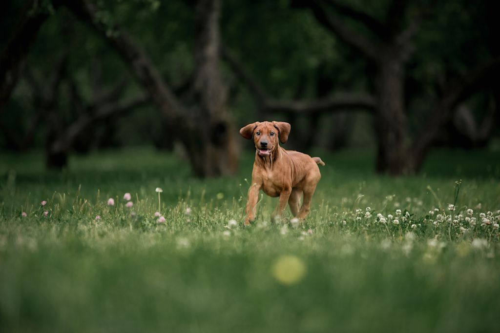 rhodesian ridgeback herbe
