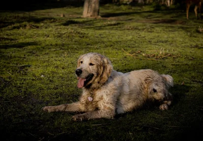 Glandes anales du chien : symptômes, traitement, comment les vider -  Conseils véto en photos - Catedog