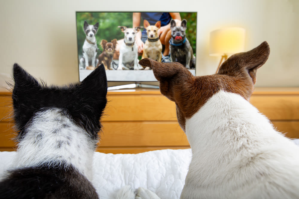 Dos perros ven la televisión en la cama