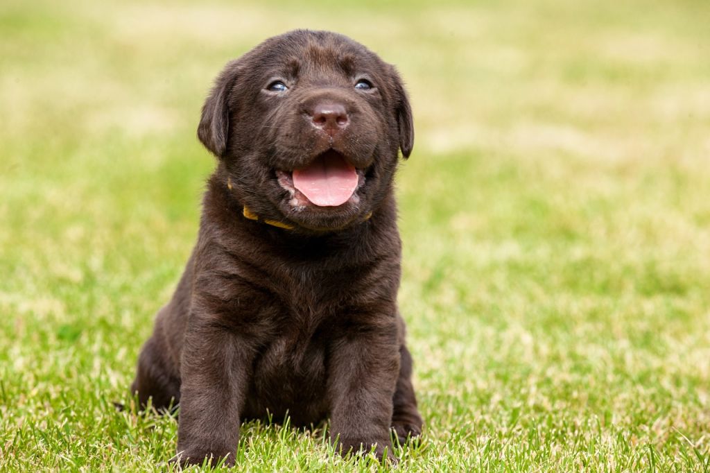 chiot labrador gazon