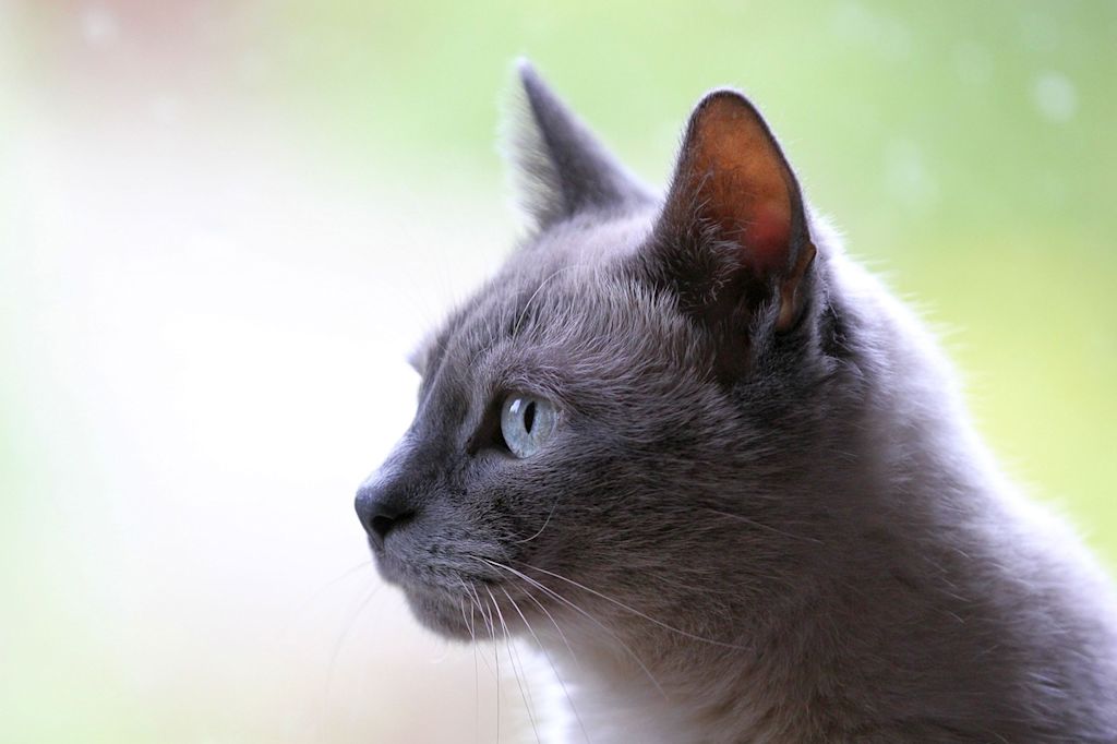 chat yeux bleus