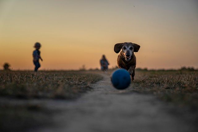 Chien en été