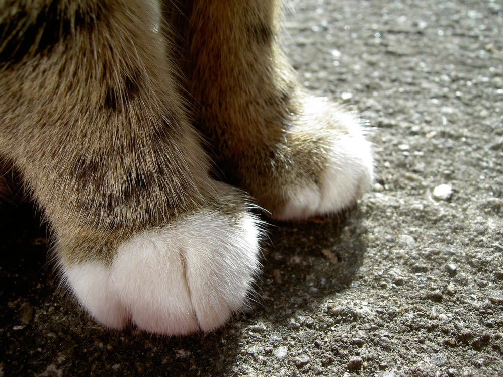 Petits pieds de chat
