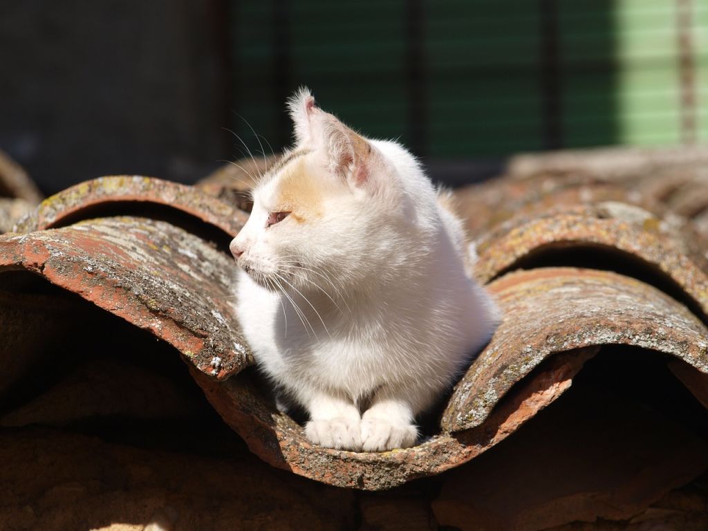 chat blanc et roux sur un toit