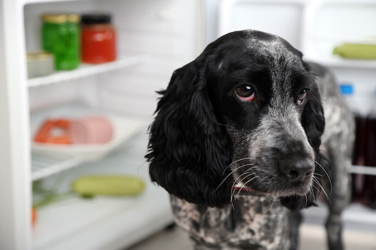 préparation barf pour chien