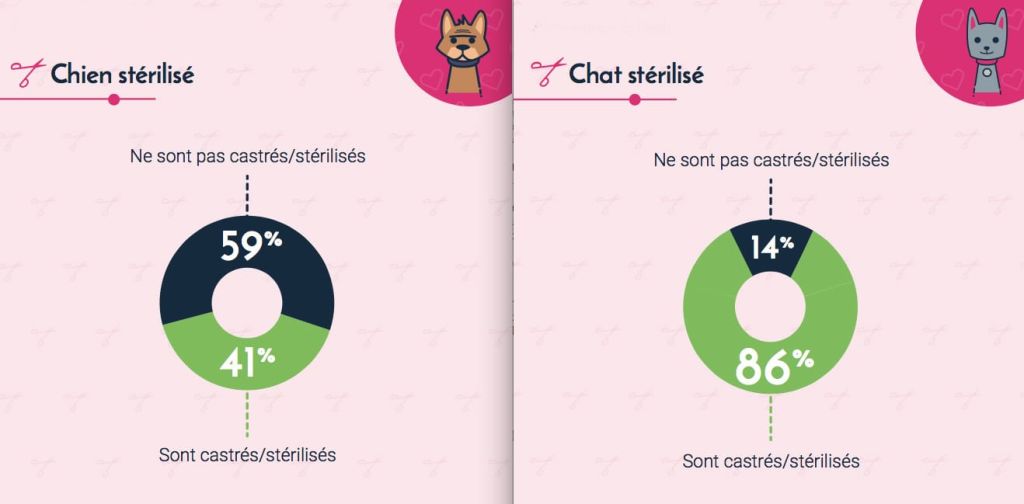 sterilisation_castration_chien_chat_en_france