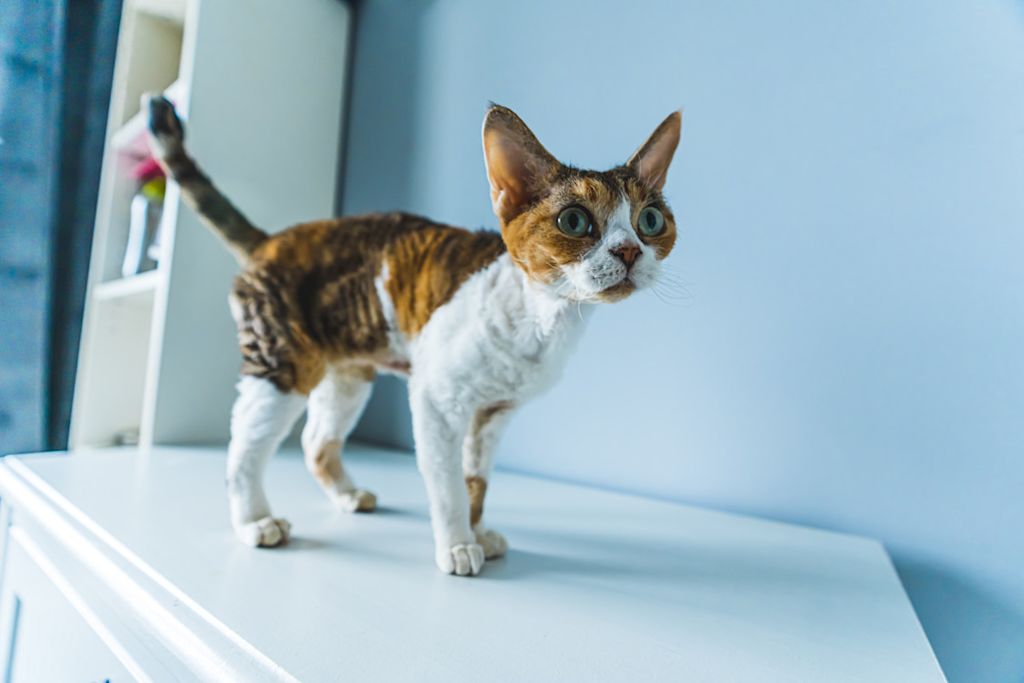 Devon Rex sur un meuble