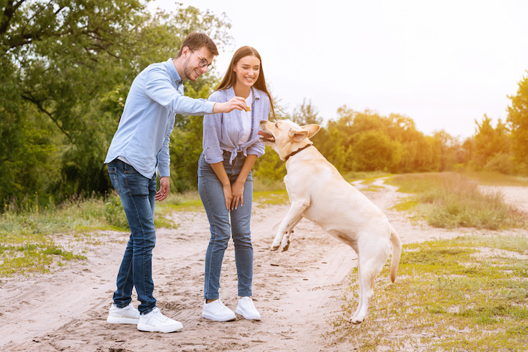 exercice contre surpoids chien