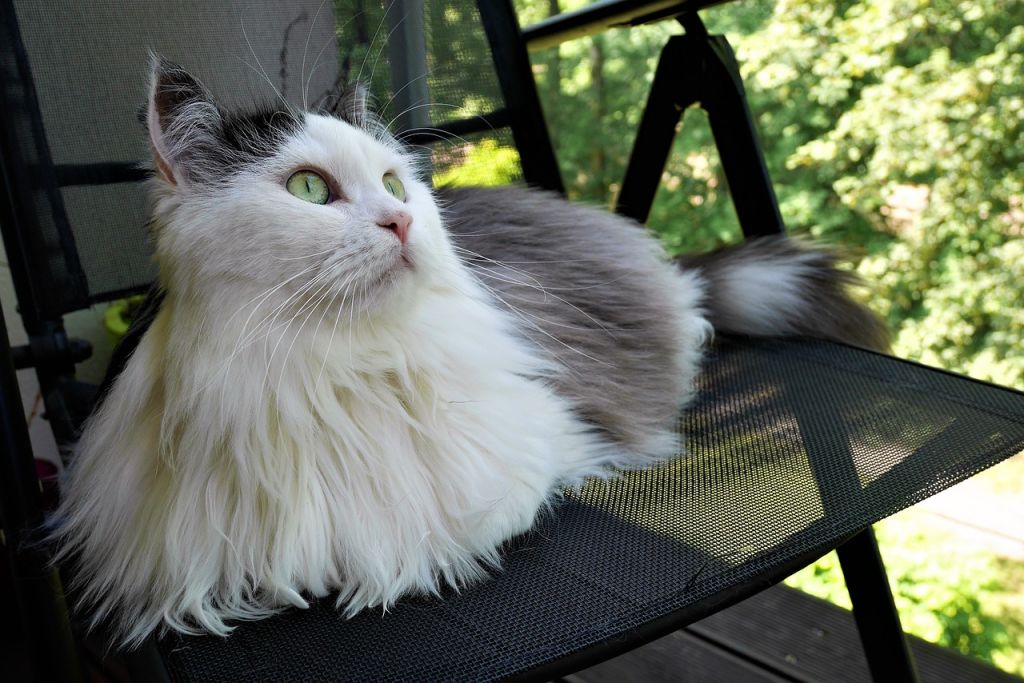 chat siberien sur une chaise