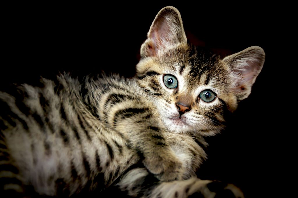 chaton toyger