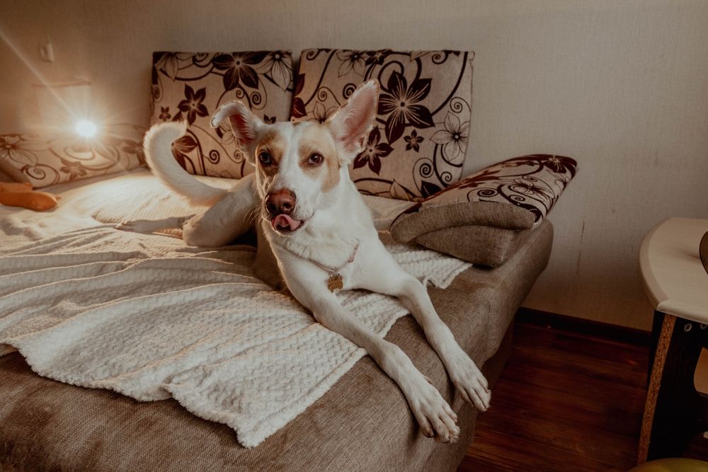 Ein Hund mit Zunge liegt auf einem weichen Bett©Shutterstock