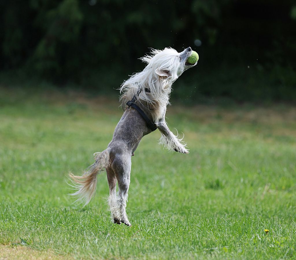 Chiens Chinois à crête
