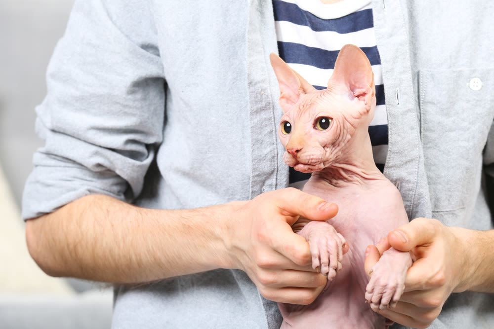Gato esfinge