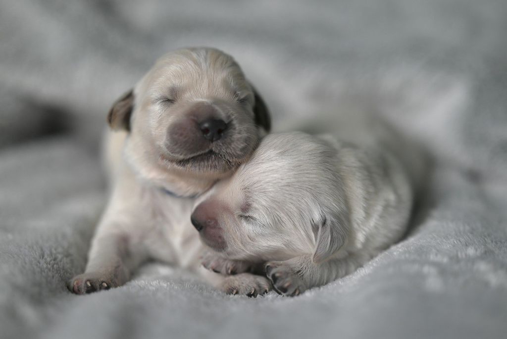 Chiots golden retriever