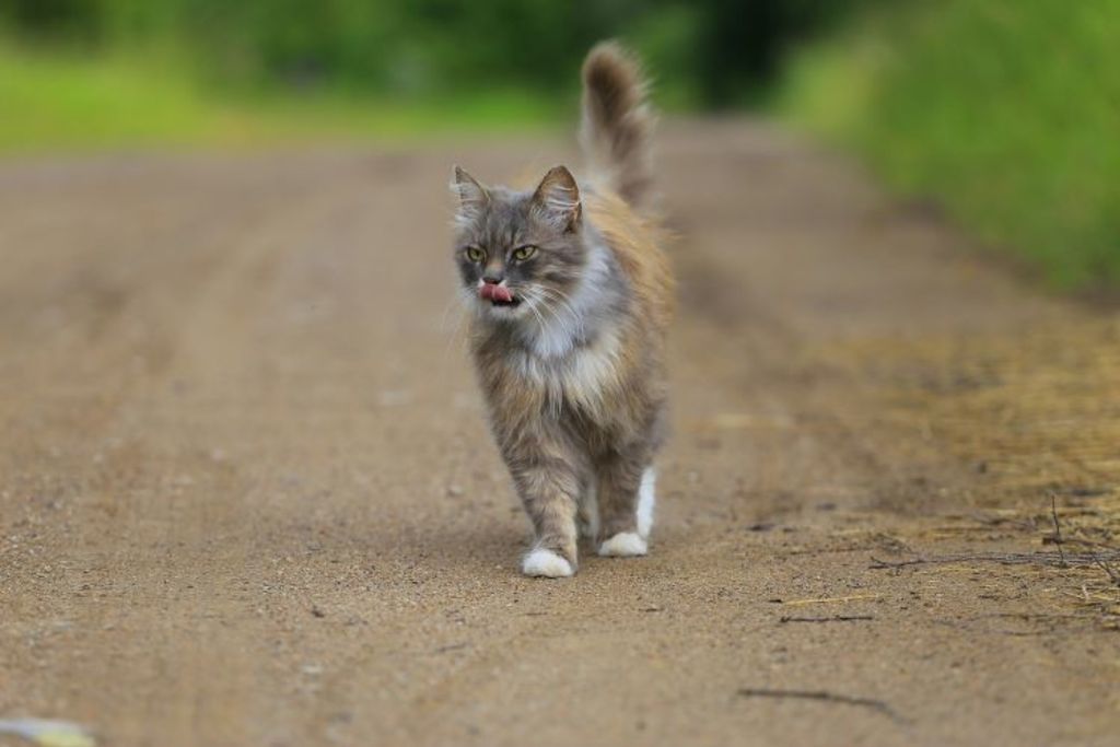 chat qui marche