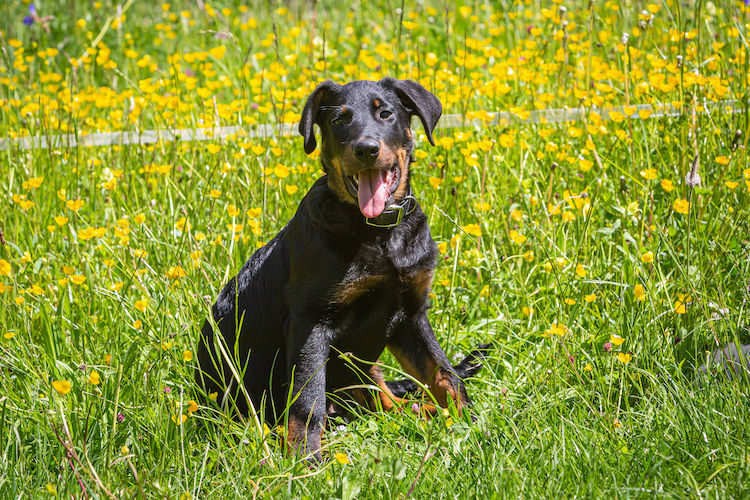 chien beauceron.