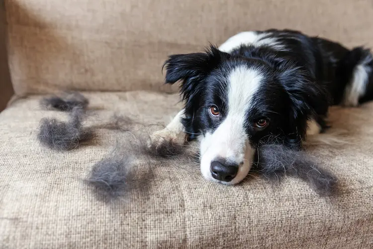 période mue chez le chien
