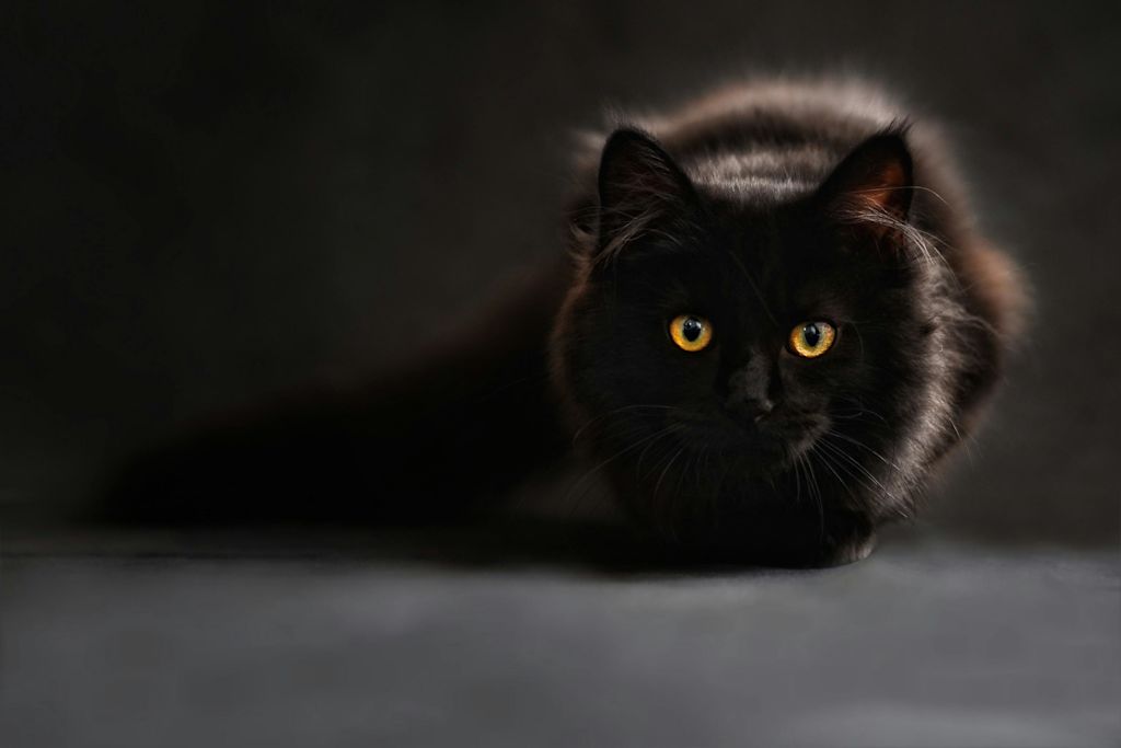chat qui a faim