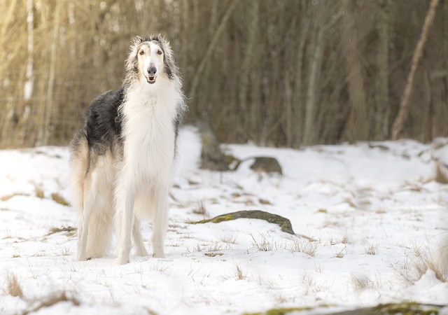 Le Barzoï, ou lévrier russe, un chien haut sur pattes